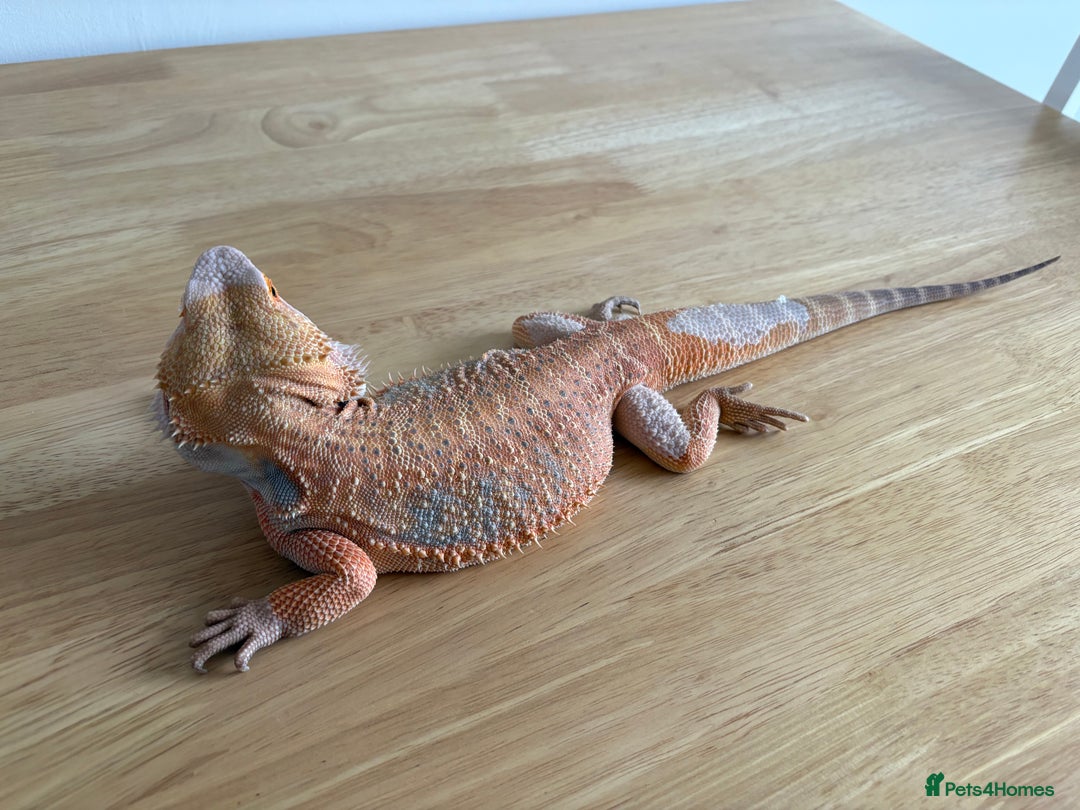 Bearded Dragon reptiles for sale: Breaded dragon (Hypomelanism trait) - Image 7