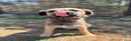 Border Terrier dogs for sale: 🐾 Licensed breeder of KC border terrier puppies  - Advert 4