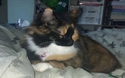 British Longhair cats for sale: Calico kitty for sale - Bella - Image 9