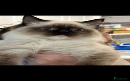 Ragdoll cats for sale: TICA REGISTERED RAGDOLL'S CHAMPION LINES. - Image 12