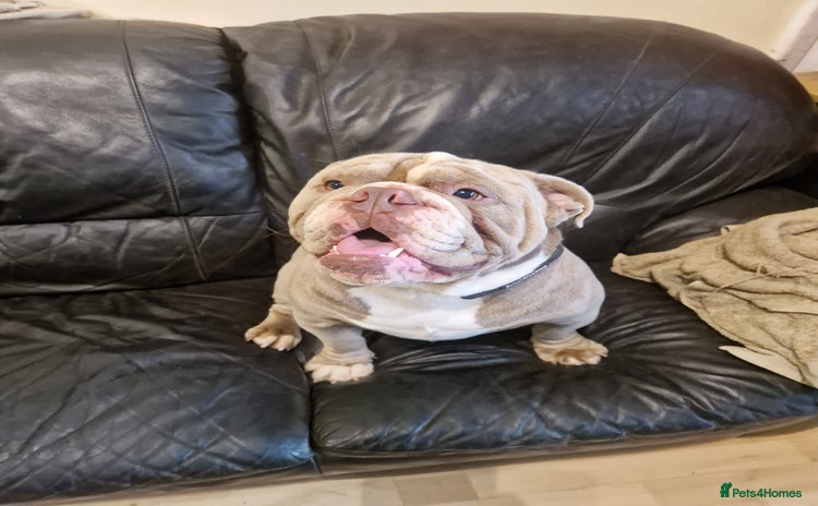 English Bulldog dogs - Advert 3