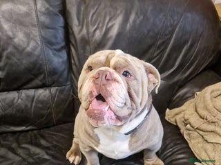 English Bulldog dogs - Advert 5