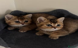 British Shorthair cats for sale: Ready to go BS kittens  - Image 27