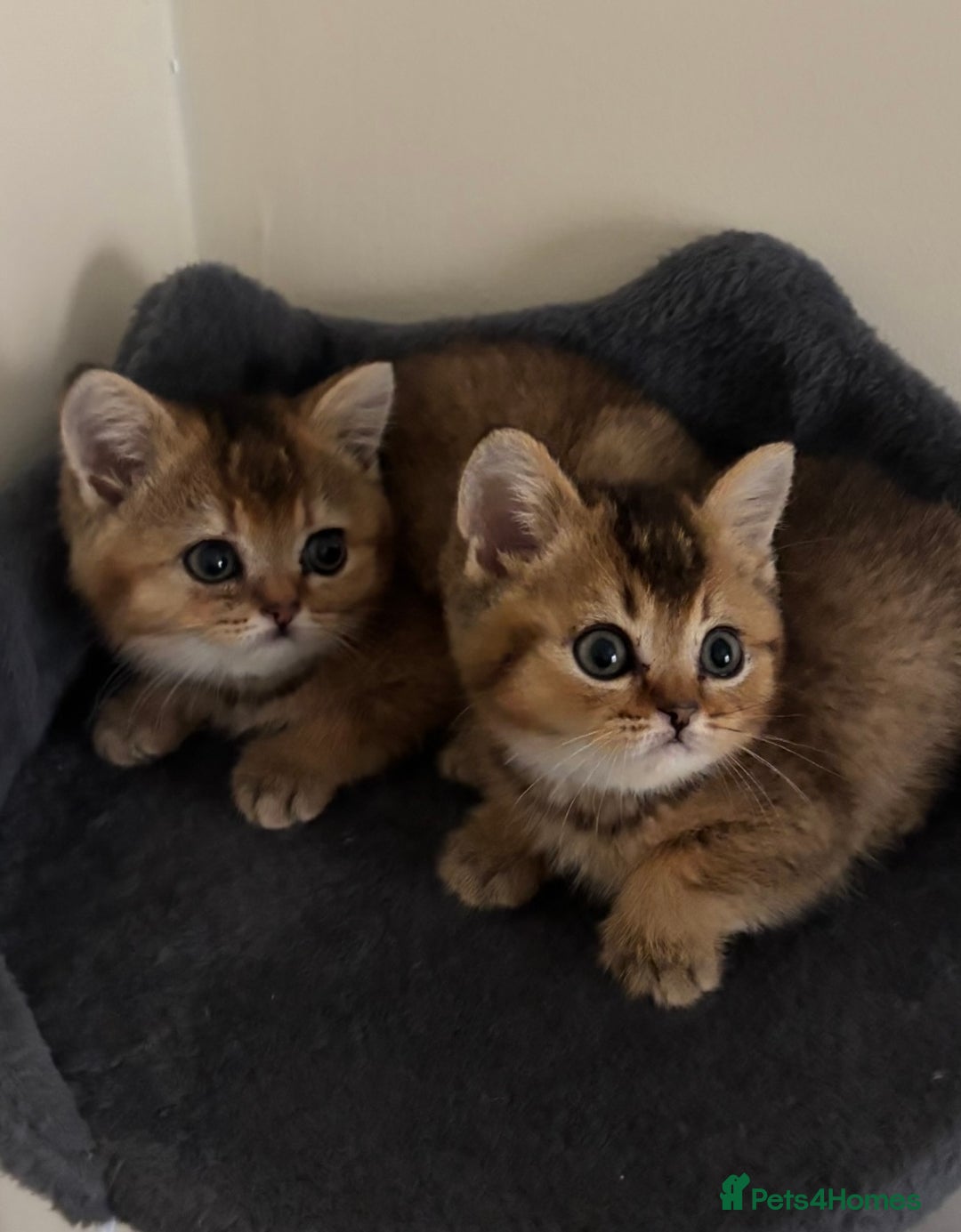 British Shorthair cats for sale: Ready to go BS kittens  - Image 27