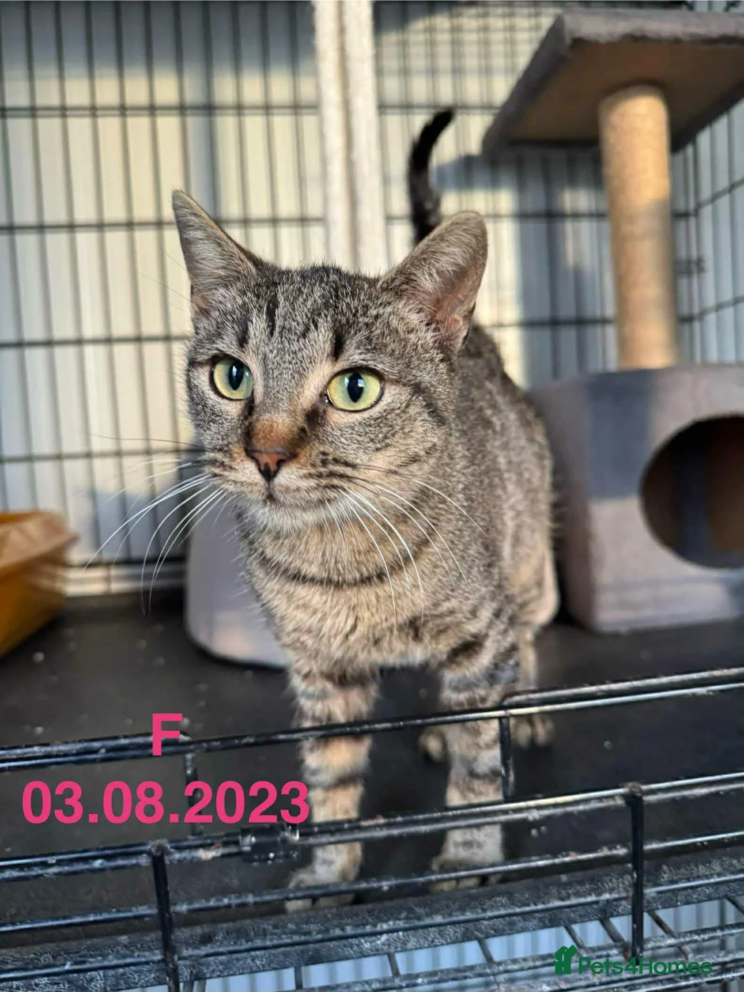 Mixed Breed cats for adoption: Flo - Norwich Norfolk  - Advert 2