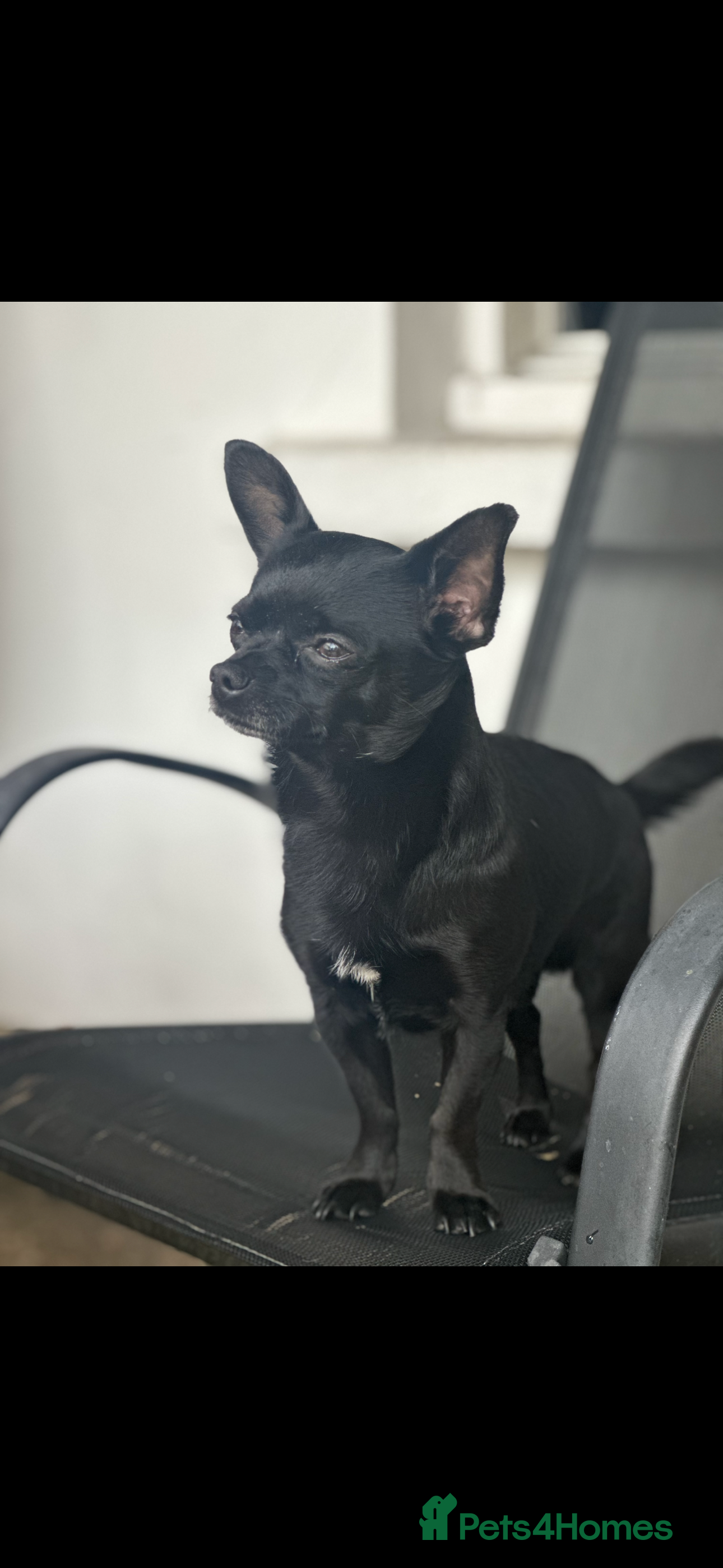 Chihuahua dogs Black brown chihuahua for STUD - Advert 1