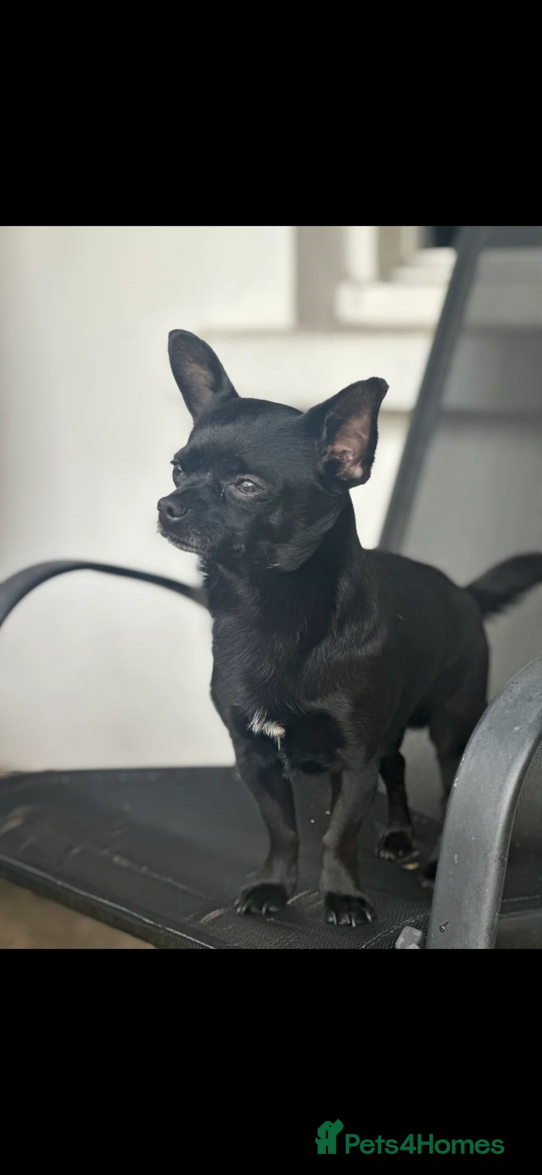 Chihuahua dogs for stud: Black brown chihuahua for STUD - Advert 1