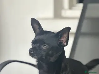 Chihuahua dogs Black brown chihuahua for STUD - Advert 1