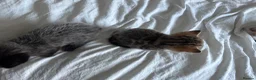 Mixed Breed cats for sale: 4 beautiful Kittens ready too go in 2 weeks  - Advert 8