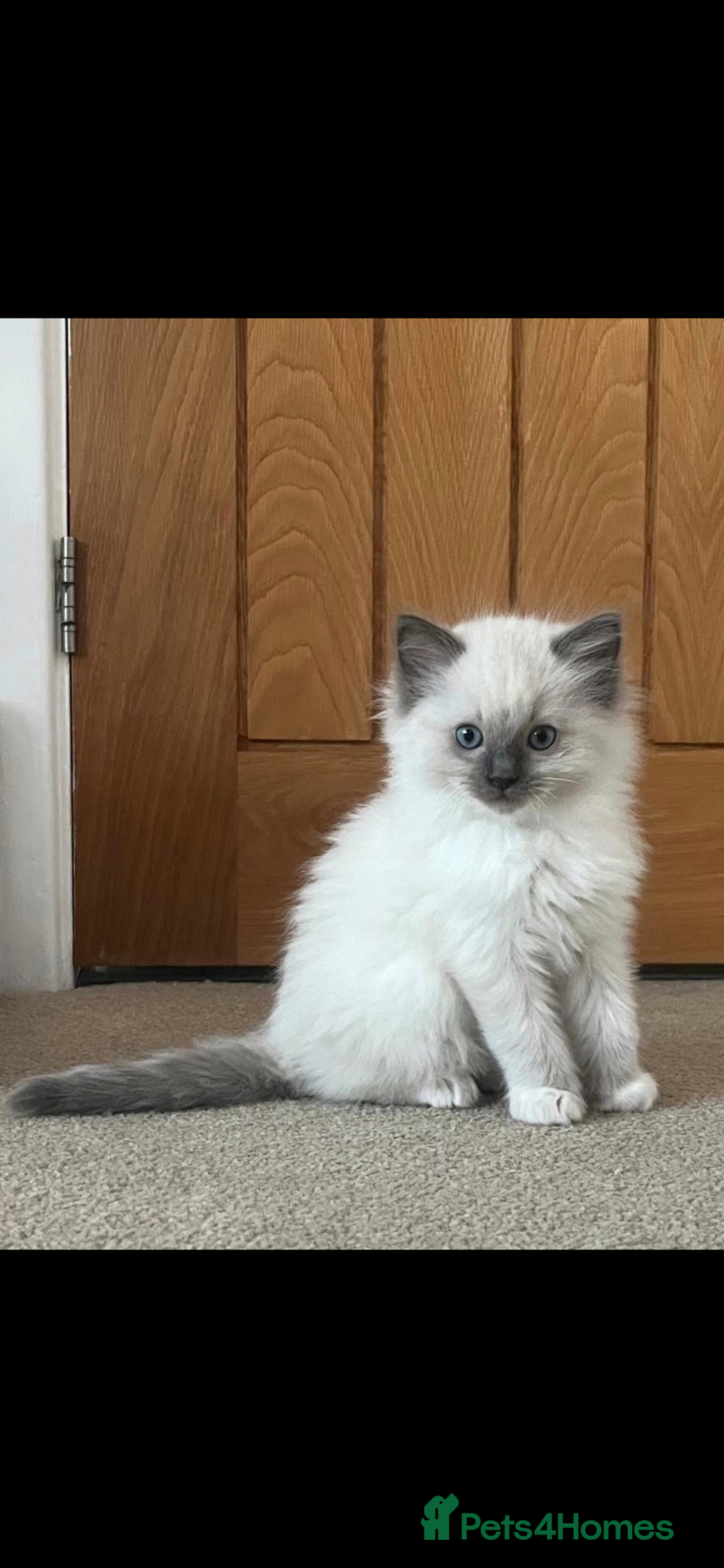 Ragdoll cats for sale: Adorable Ragdoll Kittens - Image 2