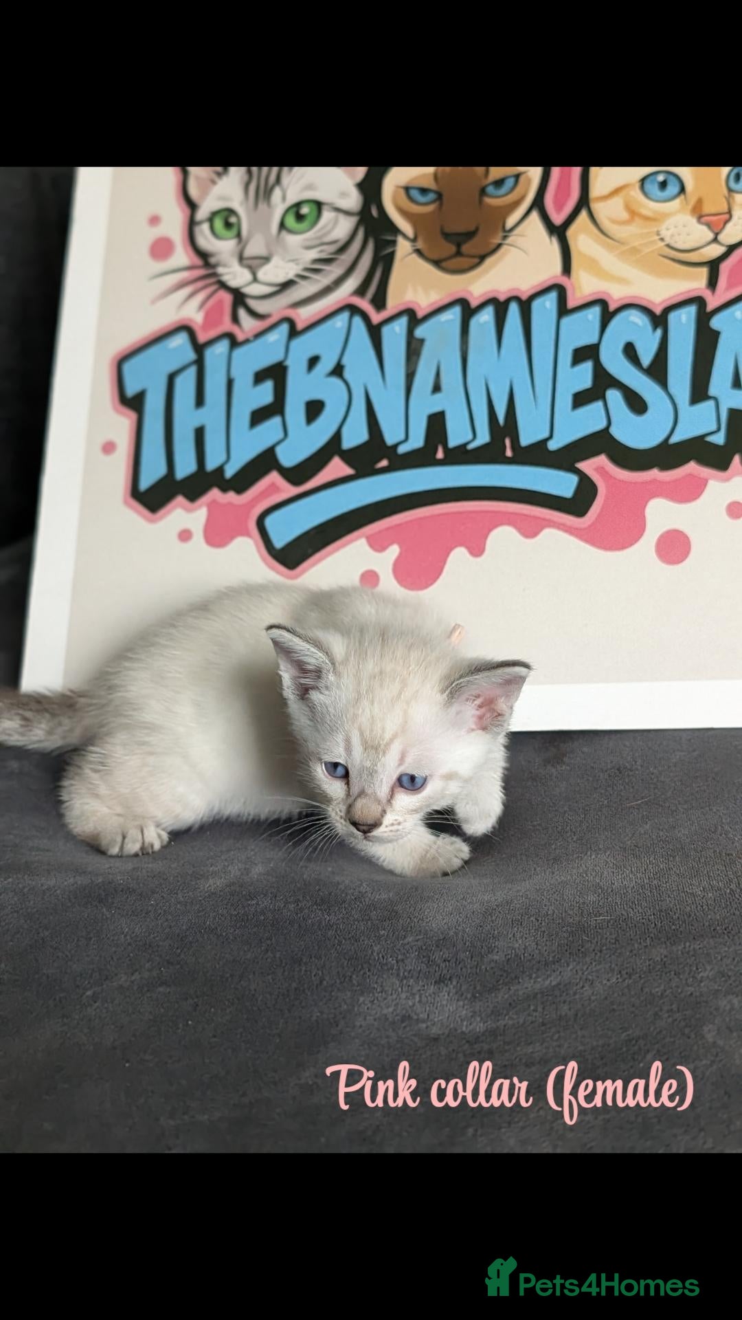 Bengal cats ☁️ BENAMESE KITTENS DUE AUGUST ☁️ 3 BOYS 1 GIRL - Advert 19