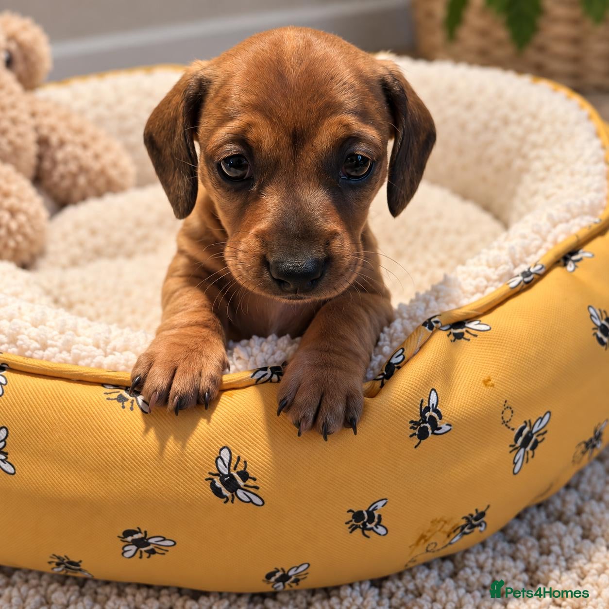 Miniature Dachshund dogs Beautiful Miniature Dachshund Puppies   - Advert 6