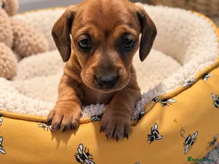 Miniature Dachshund dogs Beautiful Miniature Dachshund Puppies - Advert 6