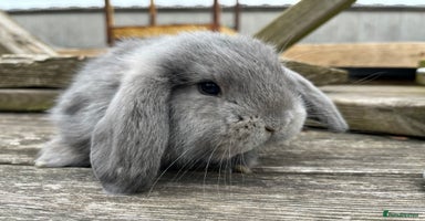 French Lop rabbits - Advert 2