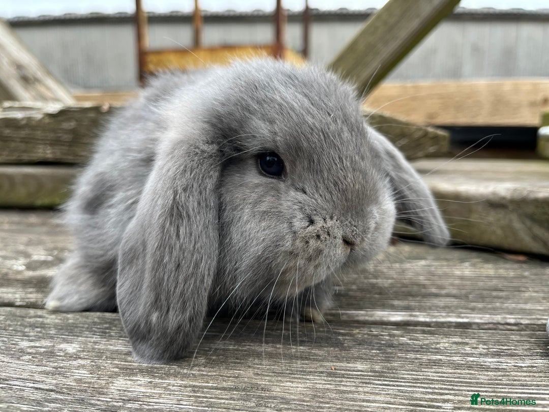 French Lop rabbits for sale: Pure breed French lop bucks  - Image 3