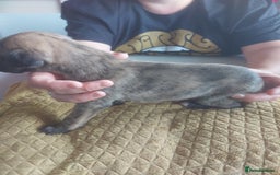 Whippet dogs for sale: Whippet Puppies - Image 8