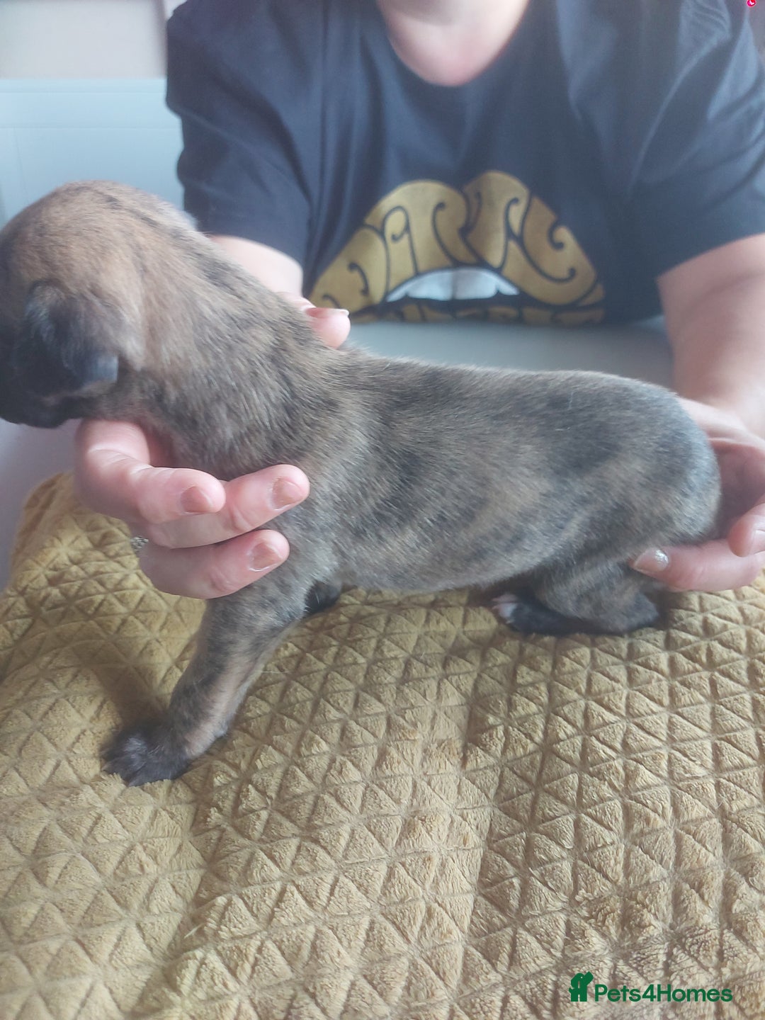 Whippet dogs for sale: Whippet Puppies - Image 8