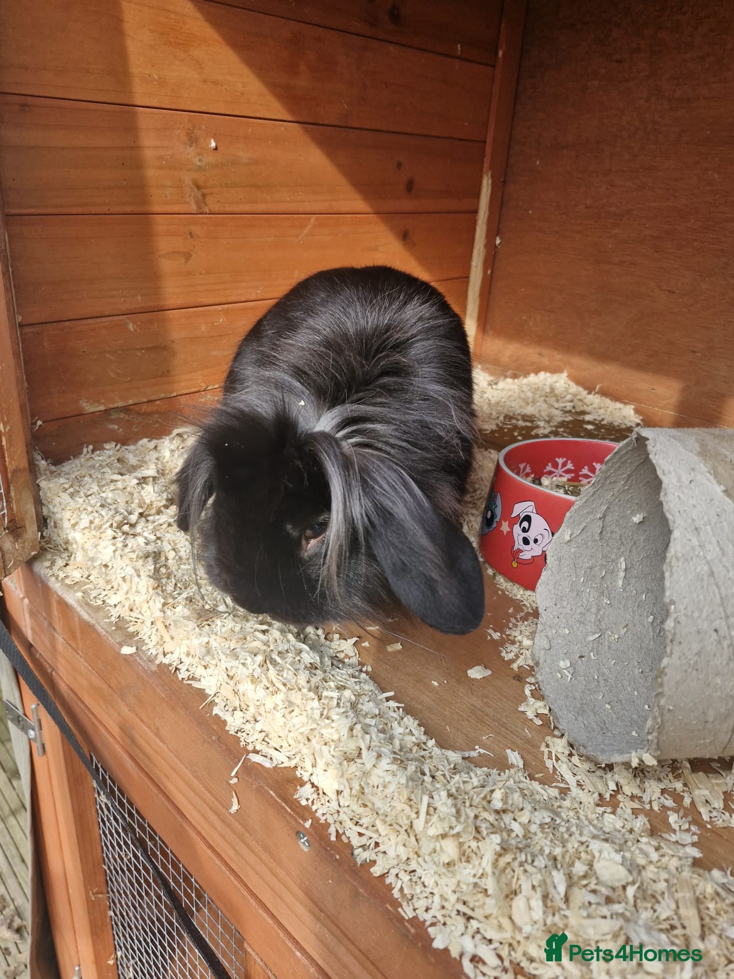 Lionhead rabbits 3 month old Black Male Lionhead - Advert 11