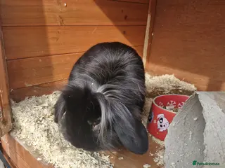 Lionhead rabbits 3 month old Black Male Lionhead - Advert 11