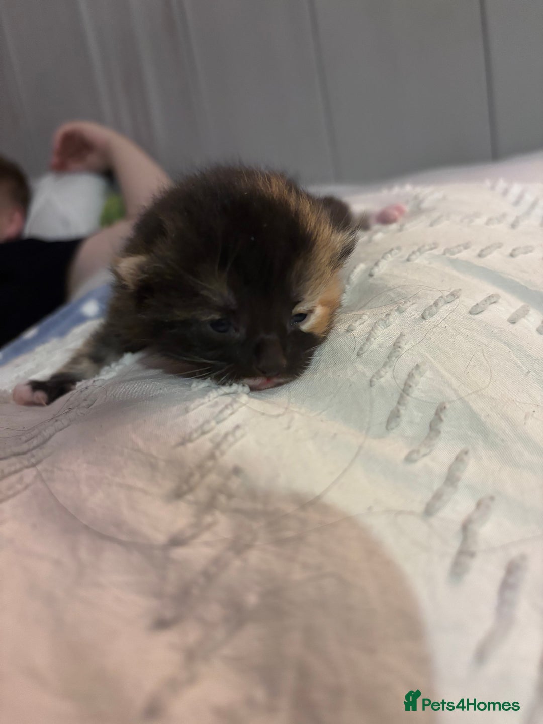 British Shorthair cats for sale: 2 Kittens left for sale! - Image 5