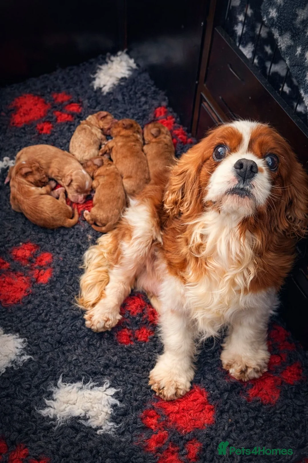 Cavapoo dogs for sale: Stunning F1 Red Cavapoo’s  - Advert 3