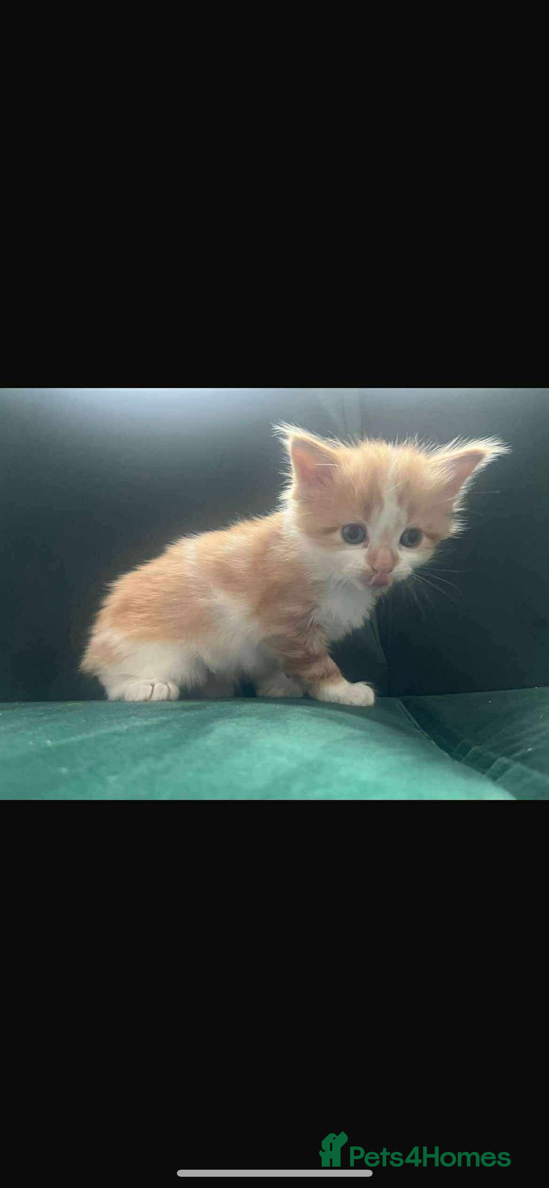 Mixed Breed cats for sale: Ginger, Black & White Kittens  - Advert 5