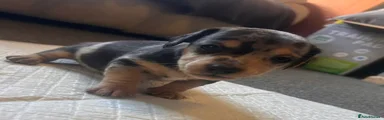 Mixed Breed 1