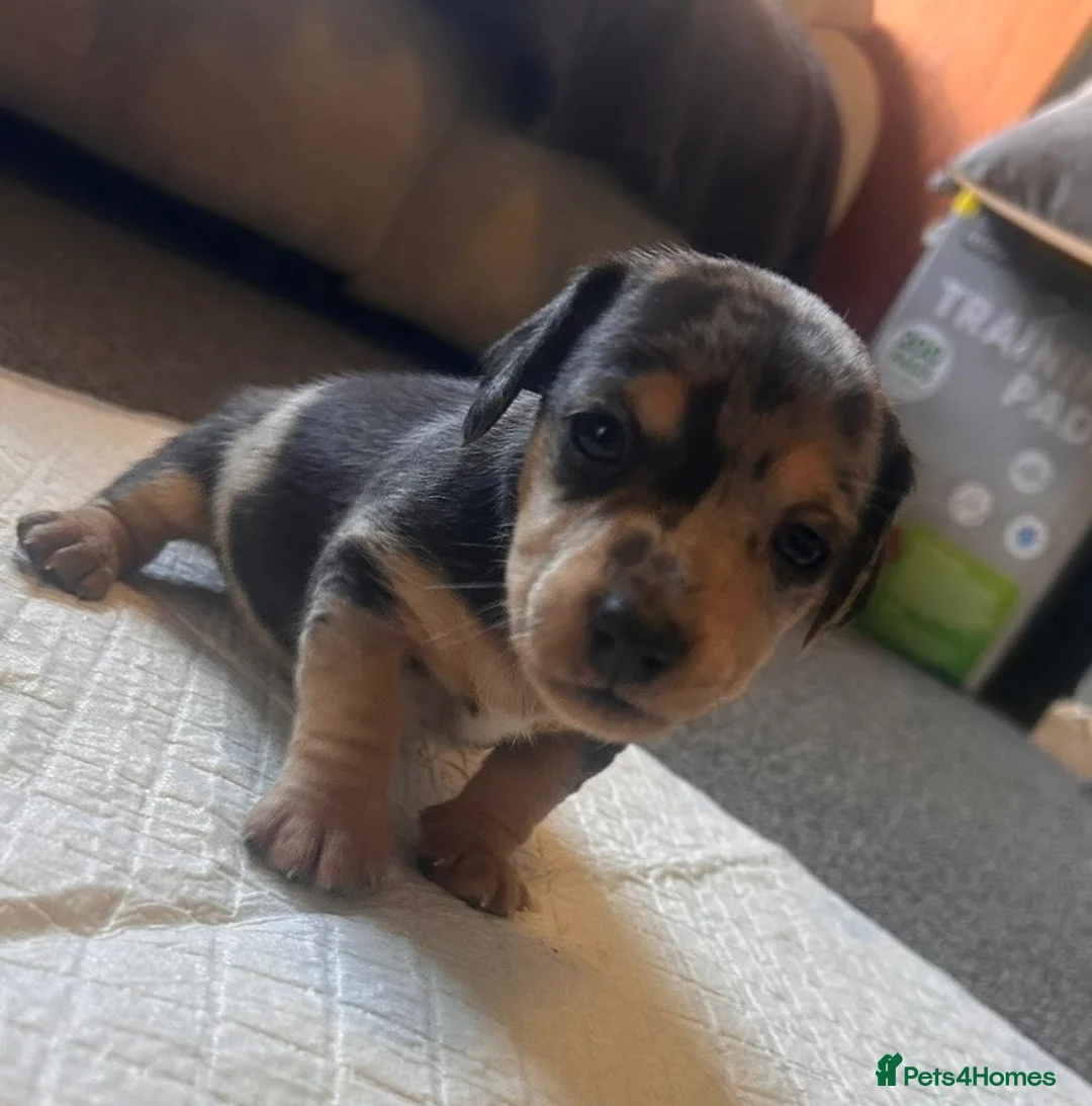 Mixed Breed dogs for sale: Miniature dachshund puppies   - Advert 7