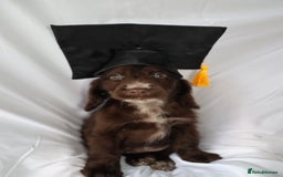 Cocker Spaniel dogs for sale: Championline Cocker Spaniel - Advert 19