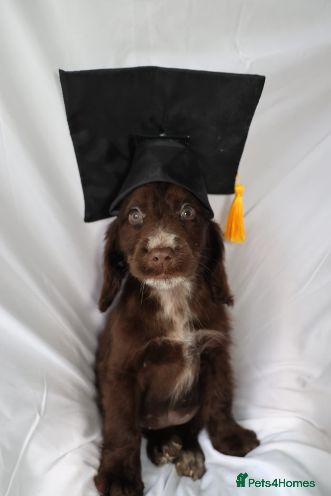 Cocker Spaniel dogs for sale: Championline Cocker Spaniel - Advert 19