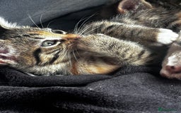 British Shorthair cats for sale: Gorgeous kittens ready soon 3 girls 😍 - Image 12