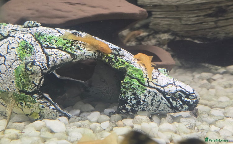 Plecos fish - Advert 1