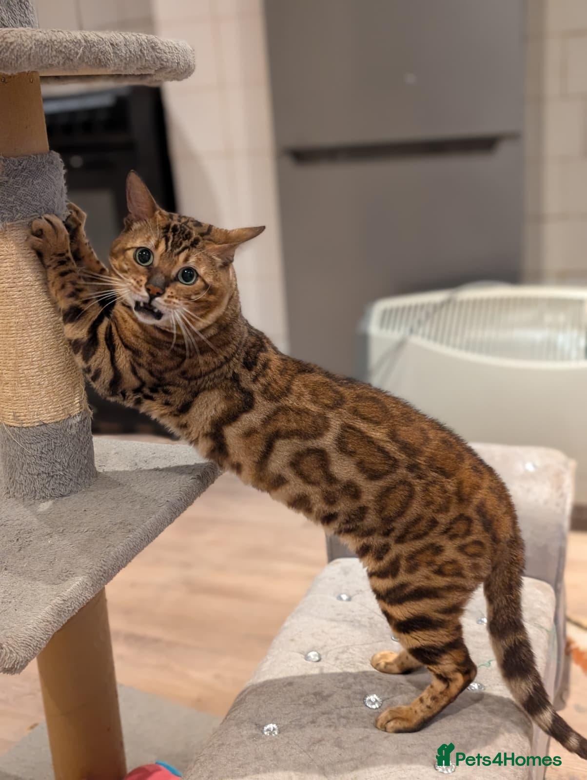 Bengal cats Retired Male Bengal Seeking Forever Home - Advert 5