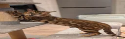 Bengal cats for sale: Retired Male Bengal Seeking Forever Home - Advert 1