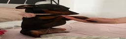 Miniature Pinscher dogs for sale: Loving Minpin for sale at £400 - Advert 3