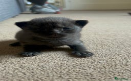 Mixed Breed cats for sale: 7 kittens looking for new home - Image 19