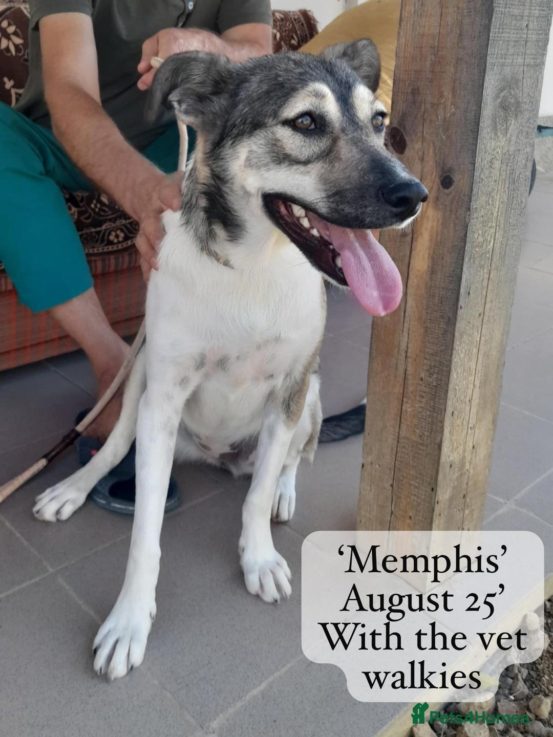 Mixed Breed dogs for adoption: Memphis, 1 yr approx. Available for adoption. - Image 3