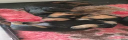 Rottweiler dogs for sale: Long haired Rottweilers  - Advert 26