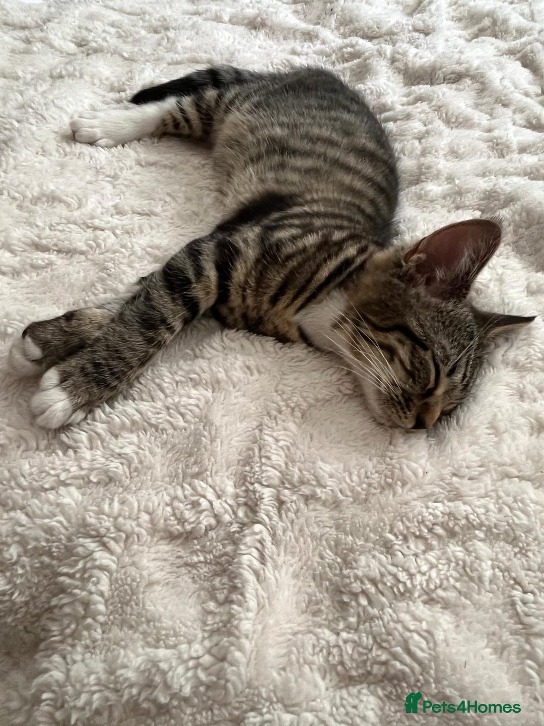 Mixed Breed cats for sale: Kitten looking for a forever home - Image 4
