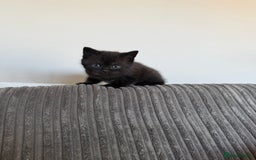 British Shorthair cats for sale: British shorthair kittens  - Image 3