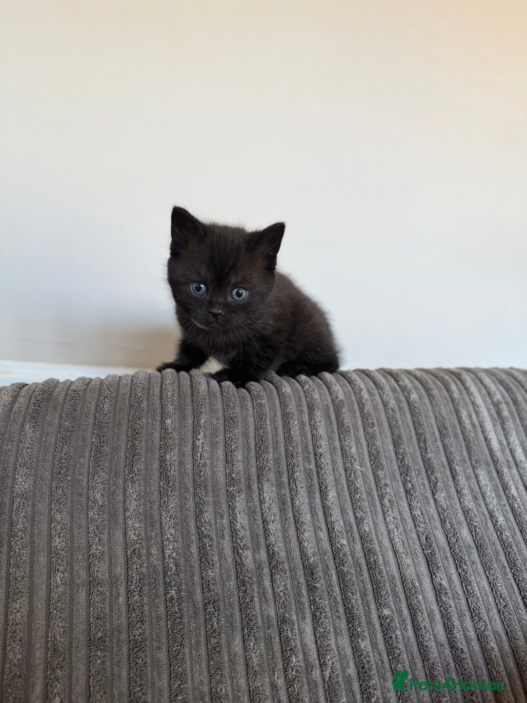 British Shorthair cats for sale: British shorthair kittens  - Image 3