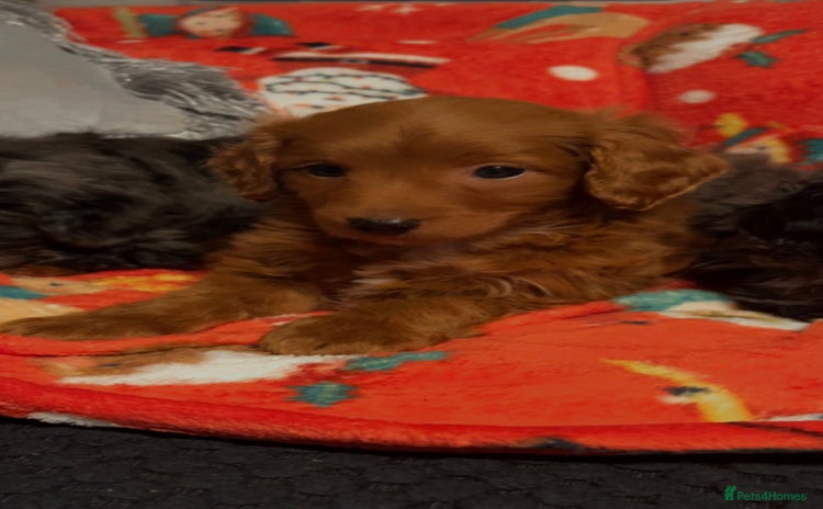 Cockapoo dogs - Advert 3