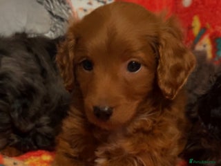 Cockapoo dogs Cockapoo puppies - Advert 6