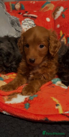 Cockapoo dogs - Advert 3