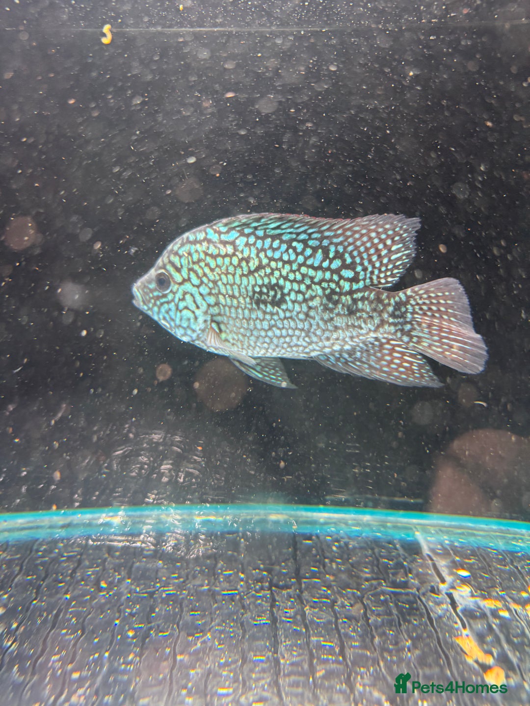 Cichlids fish for sale: Crystal parrot & srt - Advert 14