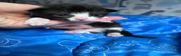 Mixed Breed cats for sale: Male kittens for sale - Advert 2