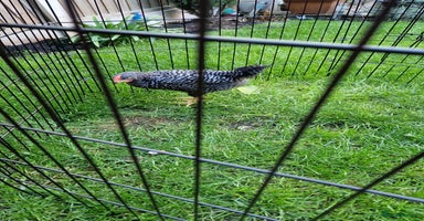 Chickens poultry - Advert 2