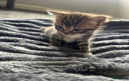 Ragdoll cats for sale: Ragdoll x - Image 4