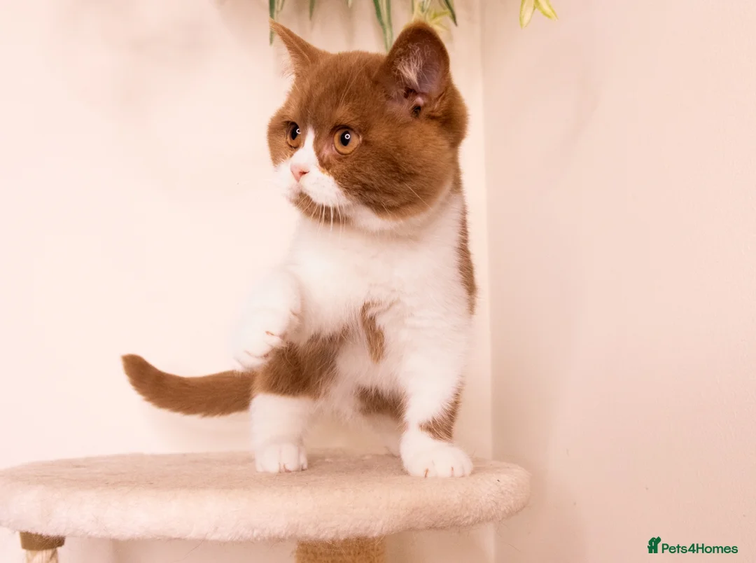 British Shorthair cats for sale: STUNNING BSH KITTENS - Advert 2