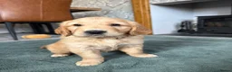 Golden Retriever dogs for sale: Beautiful Home-Reared Golden Retriever Puppies 💛 - Advert 10